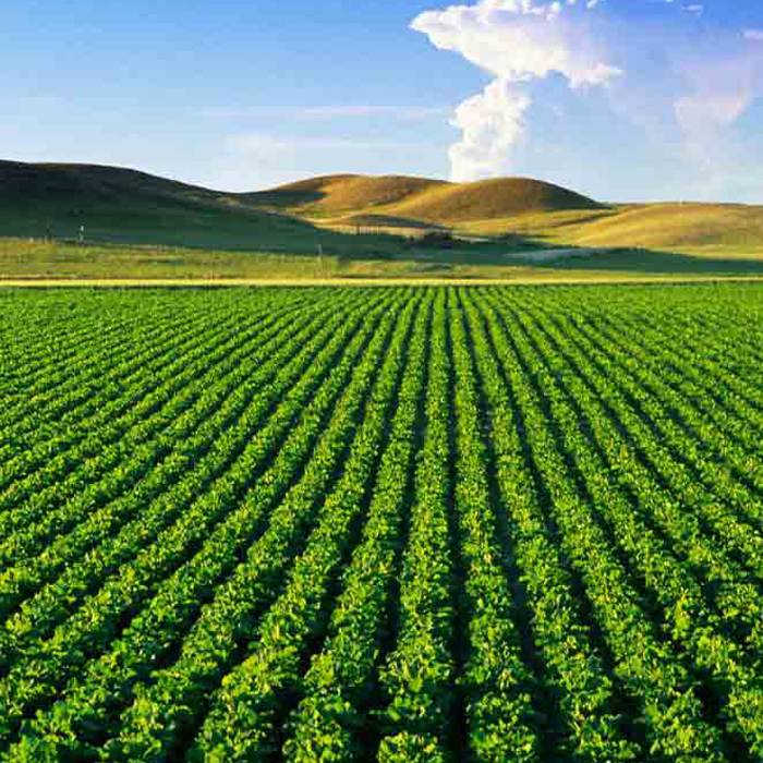 agriculture.jpg